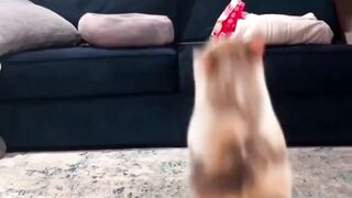 Compilation of funny cat meme videos Part 4