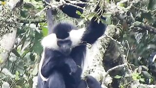 Black White Colobus Monkey And Colobi Monkeys At Natural Environment On Rainforest Trees In Africa