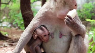 Rhesus Macaque With A Cub Sits On The Ground And Eats Banana Thailand