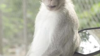 Closeup Of A Monkey In Cambodia