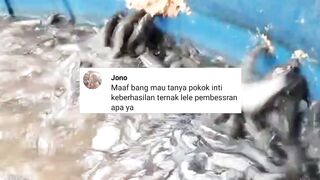 5 Kunci sukses budiaya ikan lele segmen pembesaran