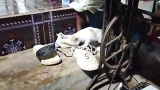 kittens are eating the shoes.