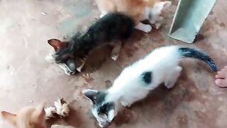 kittens are eating food 2