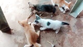 kittens are eating food 3