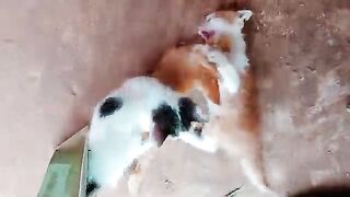 kittens are playing 4