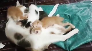 kittens are sucking their mom