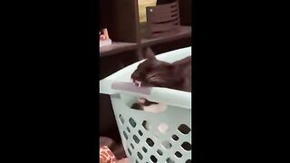 Funny Cat Videos 2024 . New Funny Cat Videos .