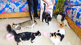 The hungry cats that i was rescued and adopted are gathered around me everyday for food and love