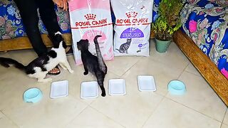 The rescued hungry kittens thanks me for feeding them their favorite food