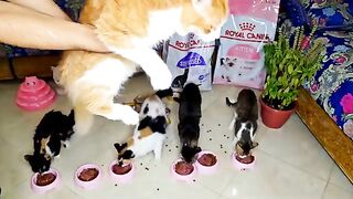 The mother cat Amarilla is not happy with the rescued cats and doesn't want to eat with them