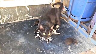 Angry feral mother cat calls for help, newborn kittens crying (Before and After 1 week).