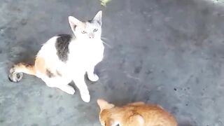 cute cat wants to eat flying dragonfly