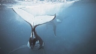 Whales_Underwater