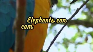 Animal Facts        Elephant Communication          #shorts