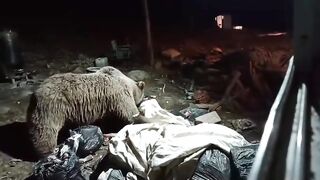 Brown Bear in deosai camp skardu