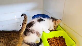 The rescued cute kittens start growing so happy with good care