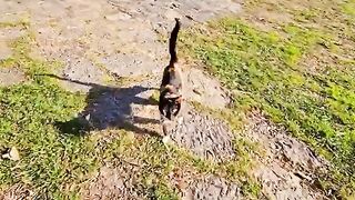 The most beautiful Tabby cat in the world asks for food with an incredible meows on the cat island