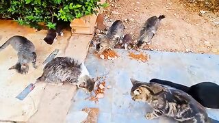 Poor homeless hungry cats and kittens waiting for food everyday