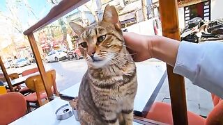 While I was trying sweets and Turkish tea, a tabby cat came to share food with me