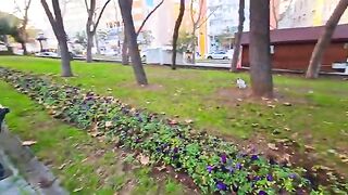 Two incredibly adorable, sweet and hungry cats strolling in the garden in front of the roses