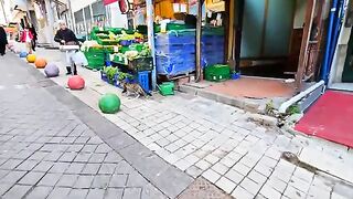 Hungry stray cats who are waiting for food next to the empty cat food bowl, Sweet old cat came late