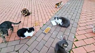 Adorable fluffy stray cats waiting for the one who give them their favorite wet cat food