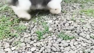 Cute puppy 8