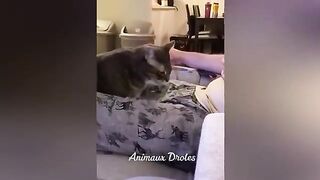 Essayer De Ne Pas Rire Meilleurs Chats et Chiens Drôles Partie 14 Animaux Drôles