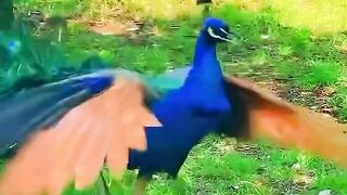 Beautiful peacock 7