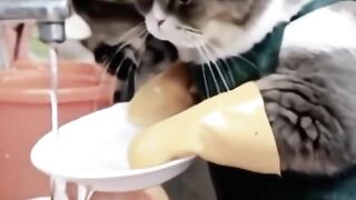 the cat is washing the dishes