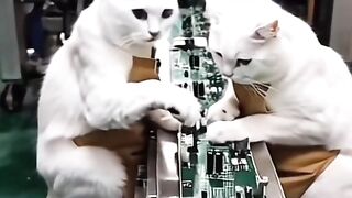 funny cat complication video