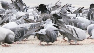 Flock of Pigeons Feeding on the Street