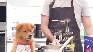 Funny dog cooking