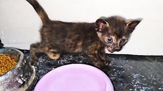 The rescued mother cat is angry, the funny tiny kittens climbing on their mother. Episode 9