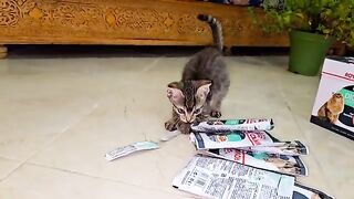 The rescued orphaned kitten meets the mother cat green eyes and the kittens family