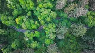 From Above Footage Of A Road Zigzagging Around Lush Vegetation Of A Forest  More info  Share