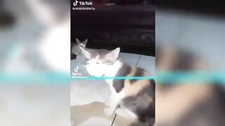 Compilation TikTok de scans de distorsion temporelle pour animaux de compagnie 2022