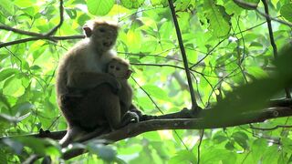 Video of a Monkey on the Tree