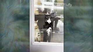 Compilation de vidéos de chats drôles et mignons