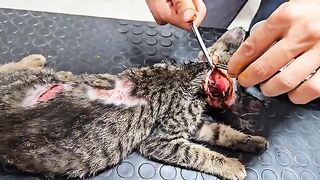 Trying to rescue the life of poor abandoned kitten who was hit by a car