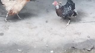 Hen fighting