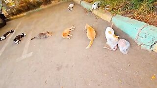 If you want to feel happy, feed and play with stray cats ???? so cute