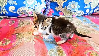 ( Rescued kitten day 13 ) the hungry kitten looking for a bottle feeding