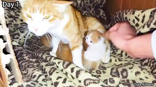 The story of rescue abandoned ginger mother cat and her 4 newborn kittens