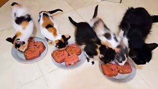 The rescued hungry calico kittens don't want let the mother cat eating