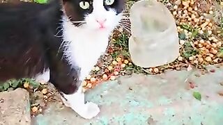 While i'm feeding the hungry stray cats , tabby cat attacked the white kitten