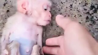 Baby_monkey_#monkey_#babymonkey_#shorts