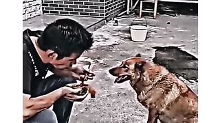 Insaan_sa_janwar_acha_haii#shortvideos_#animallover_#youtubeshorts_#viralvideos(