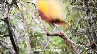 Bird Of Paradise Dancing