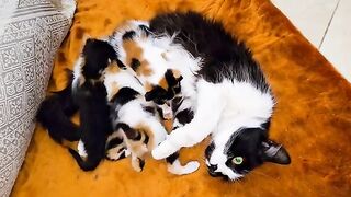 The rescued mother cat hugs her little kittens , incredible real love